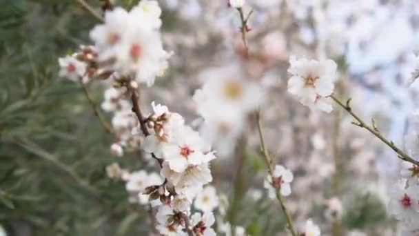 Fleurs Blanches Mouvement Dans Vent Ralenti — Video