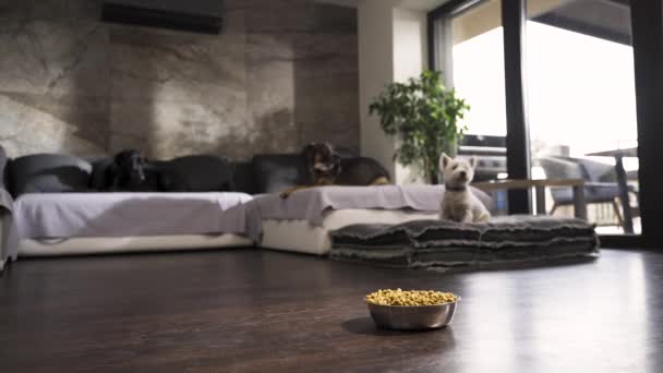 現代のフラット 犬の食べ物で他の2匹の犬とソファからジャンプするテリア — ストック動画