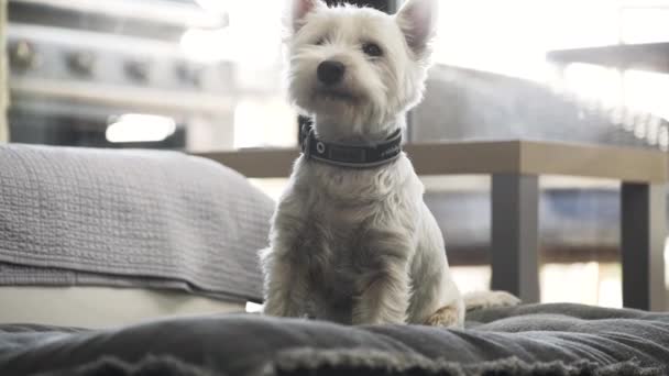 West Highland White Terrier Dog Sitting Still Blanket Apartment — ストック動画