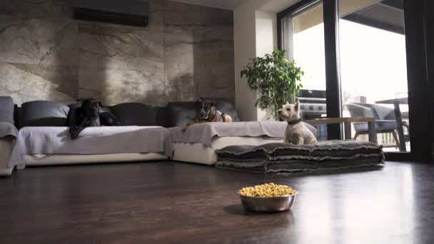 Three Dogs Sofa Modern Apartment Bowl Dog Food Floor — Vídeo de stock