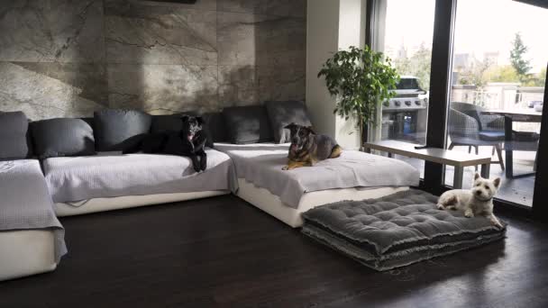 Tiga Anjing Yang Berbeda Masih Berbaring Sofa Besar Apartemen Modern — Stok Video