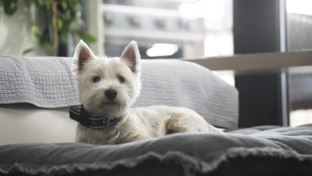 西部高地白狗躺在公寓沙发毛毯上 — 图库视频影像