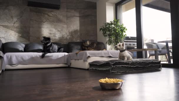 Three Dogs Couch Modern Apartment Bowl Dog Food Floor — ストック動画