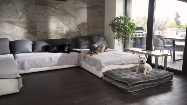 Three dogs in a modern apartment, two jumping from a sofa, one sitting.