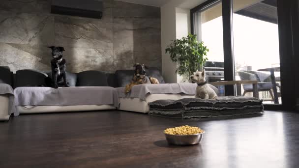 Three Dogs Lying Sofa Design Flat Bowl Dog Food Floor — ストック動画