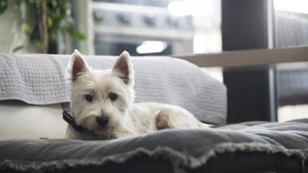 Alert West Highland Biały Pies Terrier Leżący Poduszce Mieszkaniu — Wideo stockowe