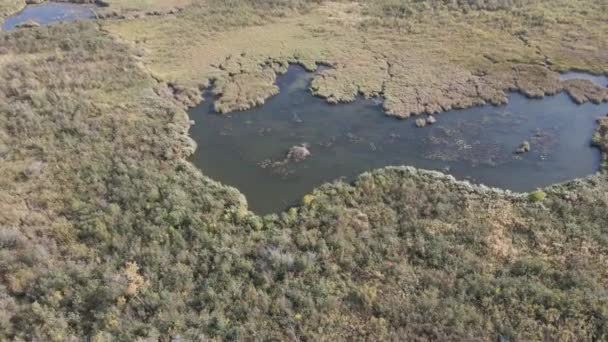 Drone Flying Very Slowly Forward Beaver Pond Set Large Marshy — ストック動画