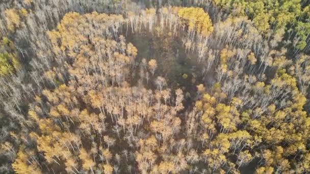 Drone Flying Very Slowly Forward Deciduous Autumn Forest Some Trees — Vídeo de Stock