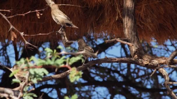 Two Birds Tree Playing Together Branches Beaks — Stock Video