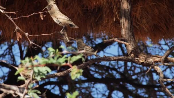 Δύο Πουλιά Ένα Δέντρο Κλαδιά Στα Ράμφη Τους Χτίζουν Μια — Αρχείο Βίντεο
