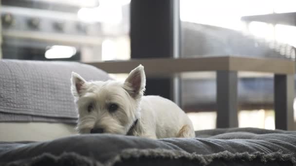 West Highland White Terrier Dog Lying Blanket Chewing Snack — Vídeos de Stock