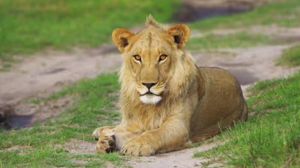Male Lion Resting Ground Staring Camera Panthera Leo Moremi Game — стоковое видео