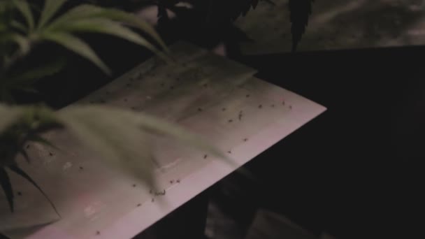 White Cardboard Sticky Fly Bug Strips Used Indoor Grow Control — Stockvideo