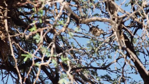 Uccello Albero Densamente Ricoperto Guardarsi Intorno Poi Volare Namibia Africa — Video Stock