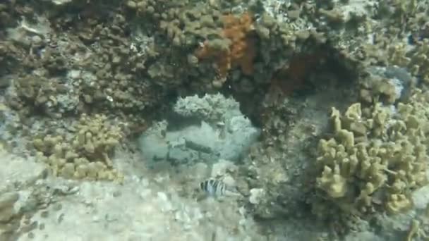 Swimming Hole Rocky Seabed Croatia Small Fish Corals — Video