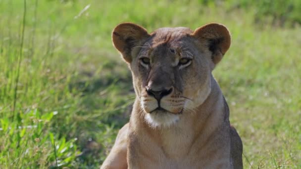 Calm Lioness Sitting Grassland Khwai Botswana South Africa Closeup — 비디오