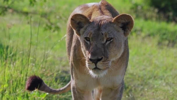 Closeup Portrait Lioness Standing Grass African Savannah Khwai Botswana Closeup — Vídeos de Stock