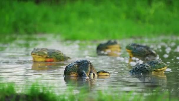 Group African Bullfrogs Breeding Grassy Pond Rainy Season Central Kalahari — Vídeo de stock