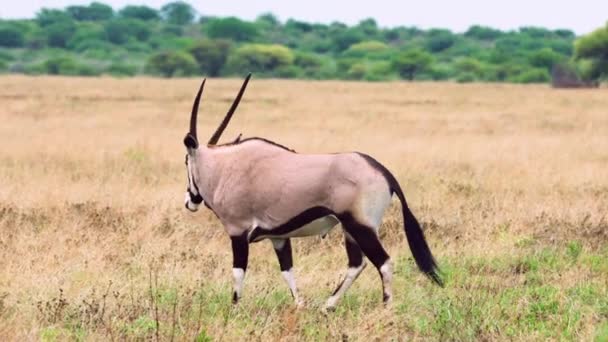 Gemsbok Adulto Paseando Por Los Pastizales Reserva Caza Central Kalahari — Vídeos de Stock