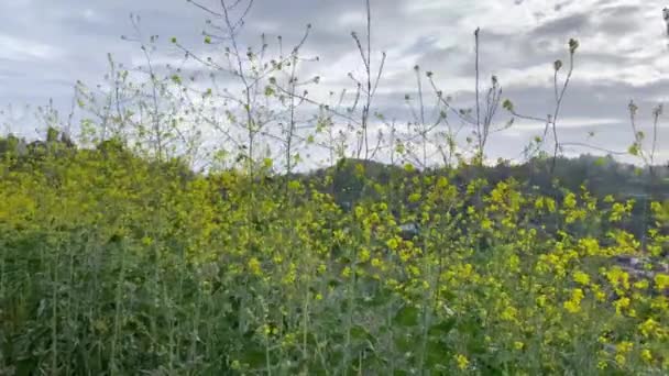 Sárga Virágok Fúj Szél Betty Dearing Túraútvonal Egy Felhős Szeles — Stock videók