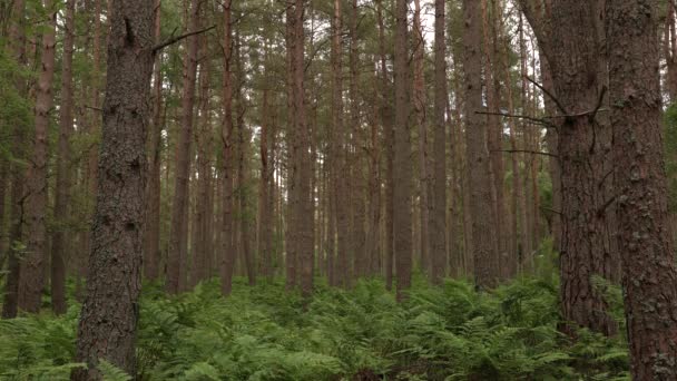 Φτέρες Λικνίζονται Στο Αεράκι Μια Σκηνή Του Δάσους — Αρχείο Βίντεο