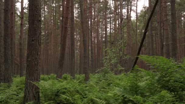 Eine Szene Von Farnen Einem Kiefernwald — Stockvideo