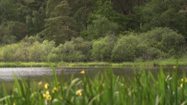 Looking Some Yellow Flowered Plants Small Scottish Loch — Stok video