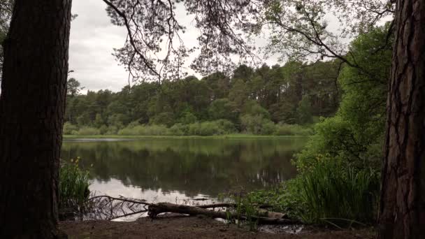 Peaceful Loch Side Scene Looking Two Trees — Stok video