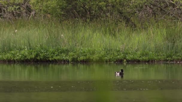 Duck Floating Small Loch Scotland — Stockvideo