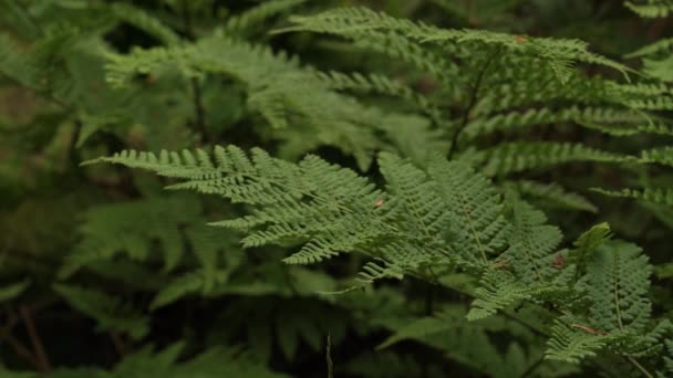 Close Green Fern Leaves Forest — Stock video