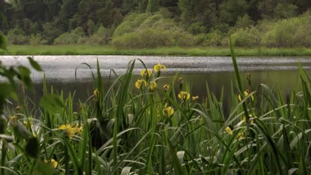 Yellow Flowered Plants Side Scottish Loch — ストック動画