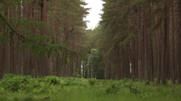 Ağaçta Koşan Kırmızı Sincapla Çam Ormanında Açıklık — Stok video
