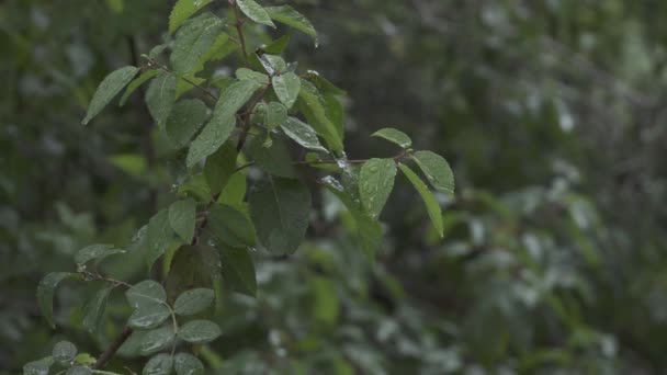 森の中に降る雨や雨に濡れた緑の葉 — ストック動画