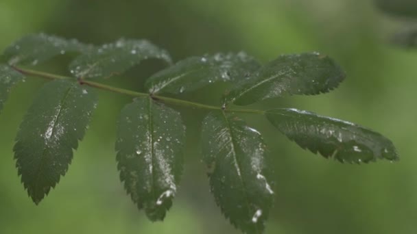 Branch Green Leaves Wet Rain Slightly Moving — Stock video
