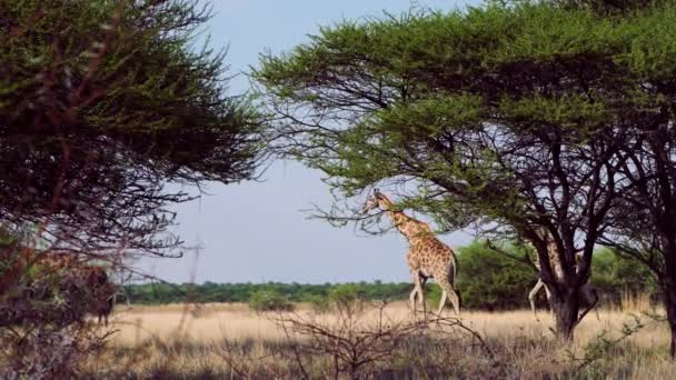 Coppia Giraffe Che Cammina Dietro Gli Alberi Alla Luce Del — Video Stock