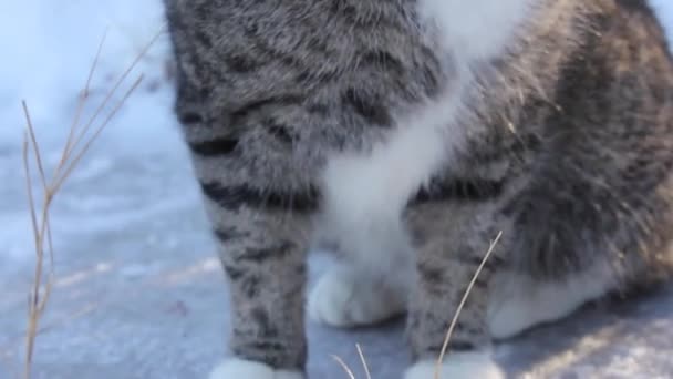 Volwassen Tabby Kat Kauwen Gras Sneeuw Winter — Stockvideo