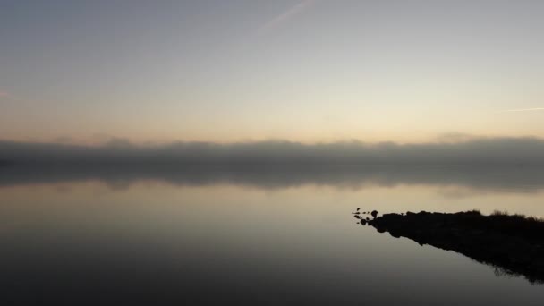 Foggy Morning Lake Blue Heron — Stock Video