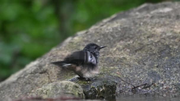 Usiadła Skale Podczas Potrząsania Piórami Wyschnięcia Tuż Kąpieli Oriental Magpie — Wideo stockowe