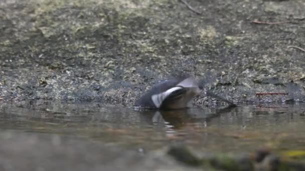 Facing Left While Bathing Cooling Afternoon Oriental Magpie Robin Copsychus — Vídeo de Stock