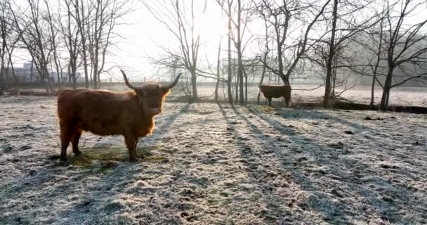 Czerwony Długi Scott Highland Krowa Zimowym Wschodzie Słońca Długie Cienie — Wideo stockowe