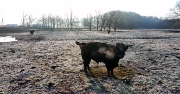 Gaz Metan Bovine Bălegar Vacă Luncă Bovine Caca Pășune — Videoclip de stoc