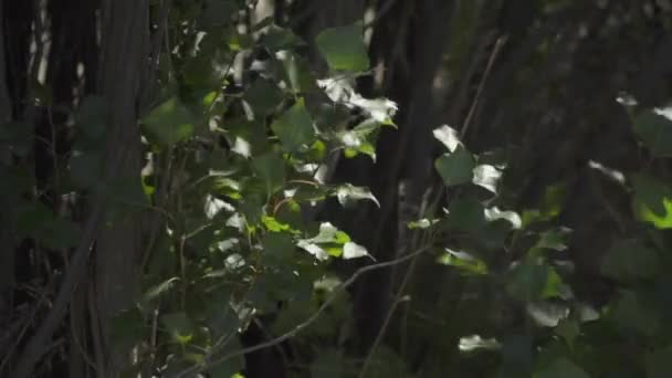 Filialer Blåsta Vind Med Solljus Reflekterande Löv Slow Motion — Stockvideo