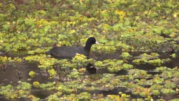 Eurasion Coot Swimming Plants Small Pond Chitwan National Park — ストック動画