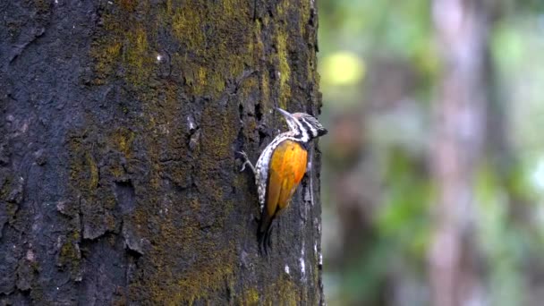 Himalayan Flame Back Woodpecker Picking Grubs Insects Bark Tree — Video Stock