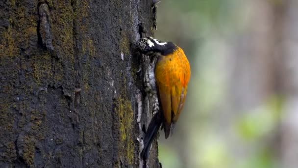 Himalayan Flame Back Woodpecker Picking Grubs Insects Bark Tree — Video Stock