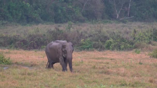 Vecchio Elefante Che Cammina Attraverso Campo Erboso Bagnato Nel Parco — Video Stock