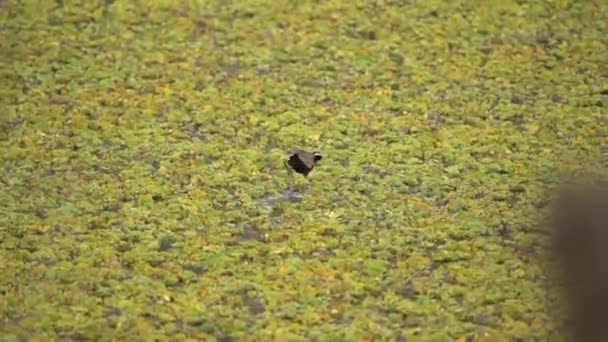 在池塘里的植物上散步时 一只青铜翅膀的夹克在寻找食物 — 图库视频影像