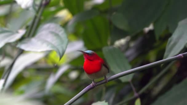 Bahçedeki Bir Dala Oturmuş Kıpkırmızı Bir Güneş Kuşu — Stok video