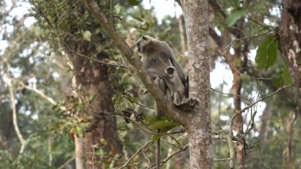 Alcune Scimmie Langur Rilassano Albero Nel Parco Nazionale Chitwan — Video Stock