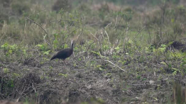 Red Naped Ibis Looking Food Grassy Meadow — стоковое видео